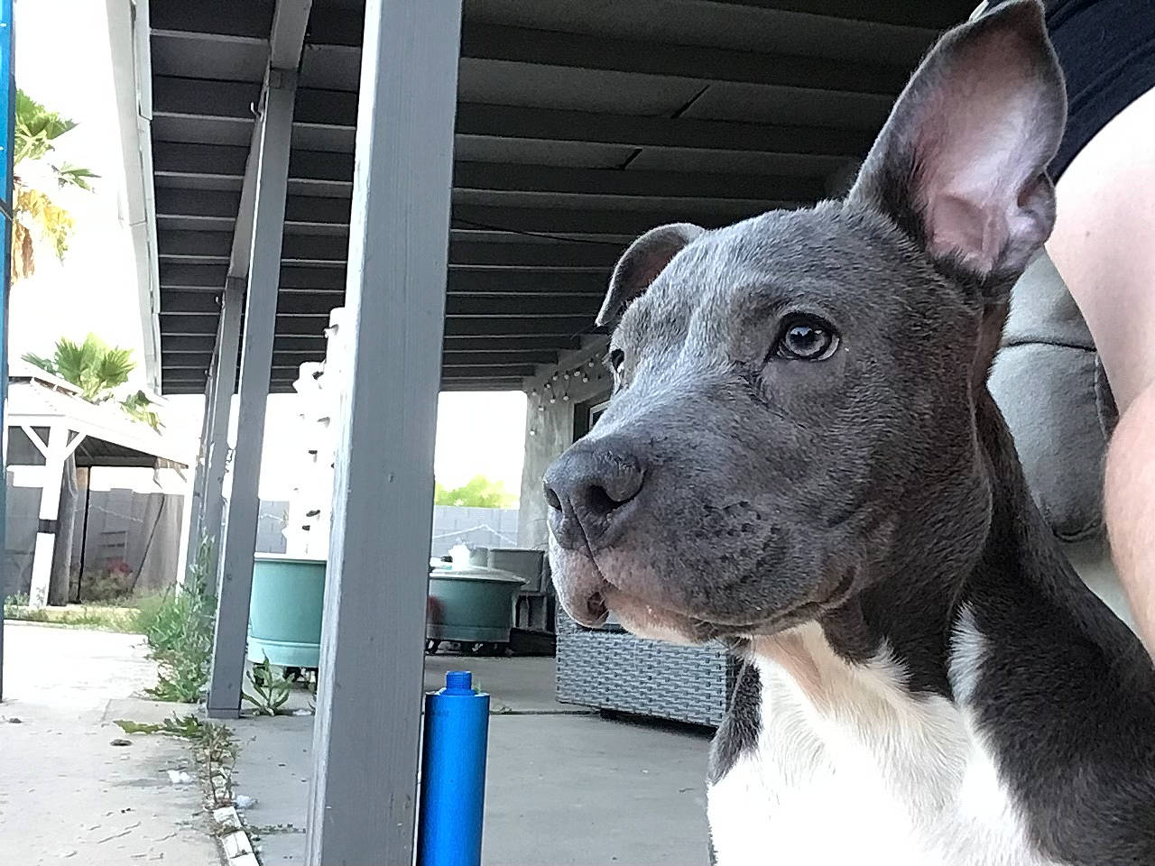 Gracie joined the competition — help win amazing prizes! blue, bull_and_terrier, bull_terrier, bull_terrier_miniature, canidae, carnivore, collar, companion_dog, dog, dog_breed, dog_collar, english_white_terrier, fawn, gas, old_english_terrier, plant, snout, tree, whiskers, working_animal