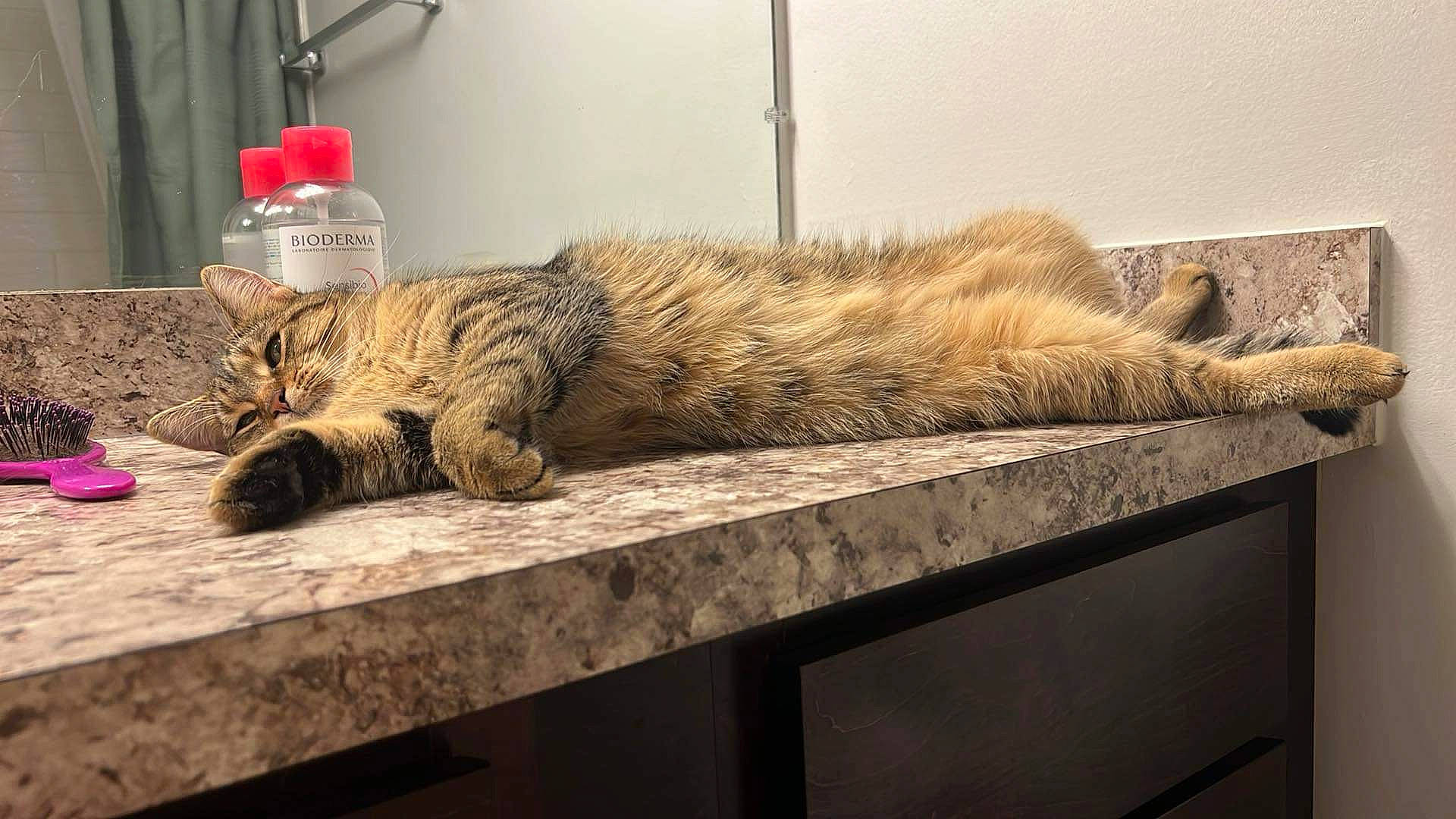 Raya joined the competition — help win amazing prizes! bottle, carnivore, cat, claw, comfort, domestic_short_haired_cat, fawn, felidae, flooring, fur, plastic_bottle, small_to_medium_sized_cats, snout, table, tail, terrestrial_animal, water_bottle, whiskers, window, wood