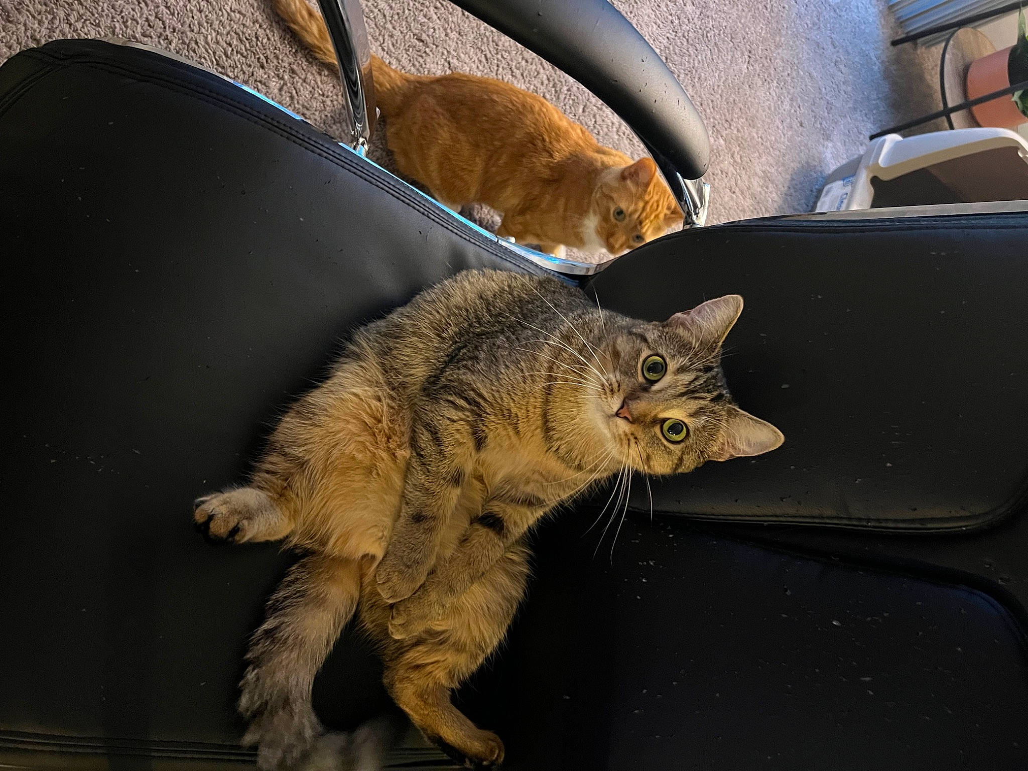 Raya is registered to the contest to win money with this photo: carnivore, cat, claw, comfort, domestic_short_haired_cat, felidae, fur, metal, paw, sitting, small_to_medium_sized_cats, snout, tail, terrestrial_animal, whiskers, window