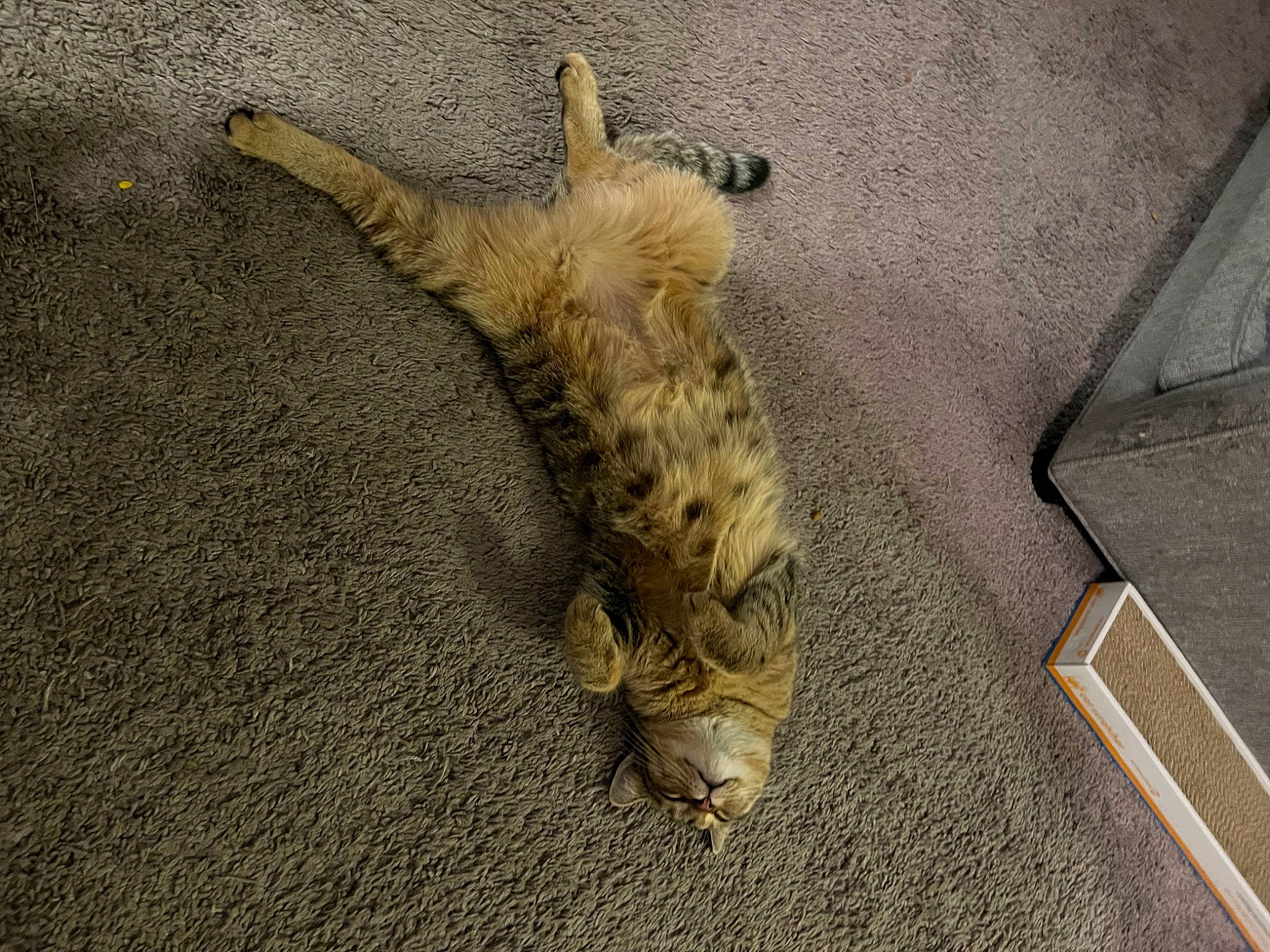 Raya is registered to the contest to win money with this photo: asphalt, canidae, carnivore, cat, claw, comfort, domestic_short_haired_cat, fawn, felidae, flooring, fur, human_leg, paw, road_surface, small_to_medium_sized_cats, snout, tail, terrestrial_animal, whiskers, wood