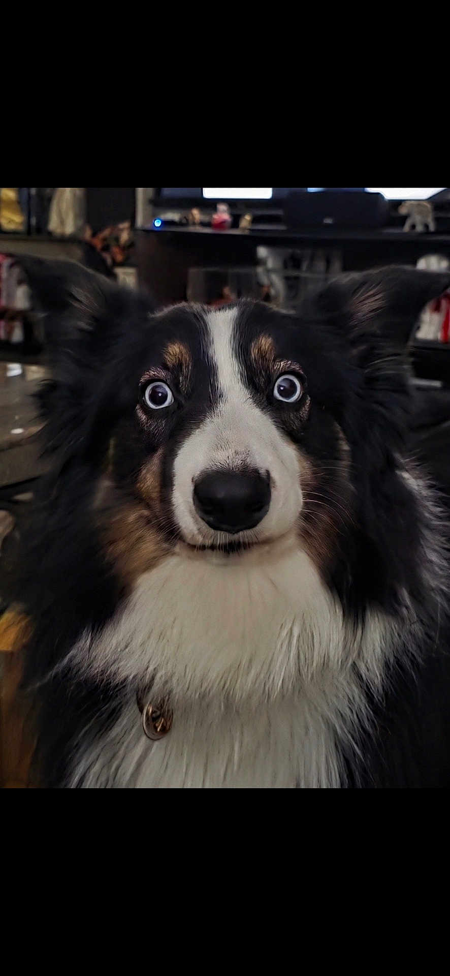 Shelby joined the competition — help win amazing prizes! dog, blue_eyes, fluffy, close_up, indoor, pet, curious_expression, fur, black_and_white, brown_markings, collar, animal, portrait, household, shelf, furniture, domestic, canine, face, ears