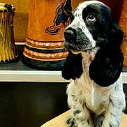 Isla participe au concours pour gagner de l'argent avec cette photo : dog, puppy, spaniel, black_and_white, sitting, paws, floppy_ears, whiskers, looking_up, close_up, portrait, drum, cajon, percussion, musical_instrument, wooden, indoor, shelf, cute, pet