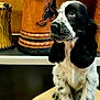 dog, puppy, spaniel, black_and_white, sitting, paws, floppy_ears, whiskers, looking_up, close_up, portrait, drum, cajon, percussion, musical_instrument, wooden, indoor, shelf, cute, pet