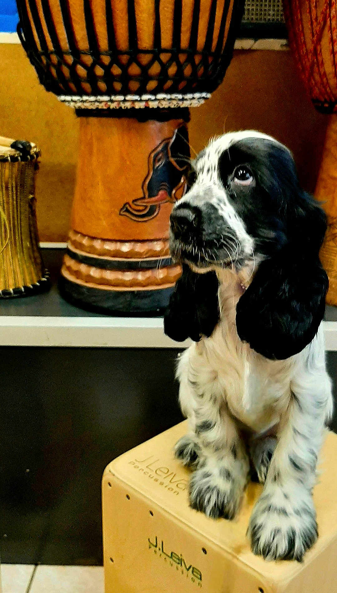 Isla participe au concours pour gagner de l'argent avec cette photo : dog, puppy, spaniel, black_and_white, sitting, paws, floppy_ears, whiskers, looking_up, close_up, portrait, drum, cajon, percussion, musical_instrument, wooden, indoor, shelf, cute, pet