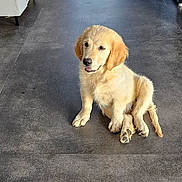 Alba a rejoint le concours — aidez-le/la à gagner de superbes lots ! puppy, dog, golden_retriever, sitting, floor, indoor, modern, room, door, chair, table, cushion, window, pet, animal, cute, young, fur, canine, domestic