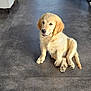 puppy, dog, golden_retriever, sitting, floor, indoor, modern, room, door, chair, table, cushion, window, pet, animal, cute, young, fur, canine, domestic