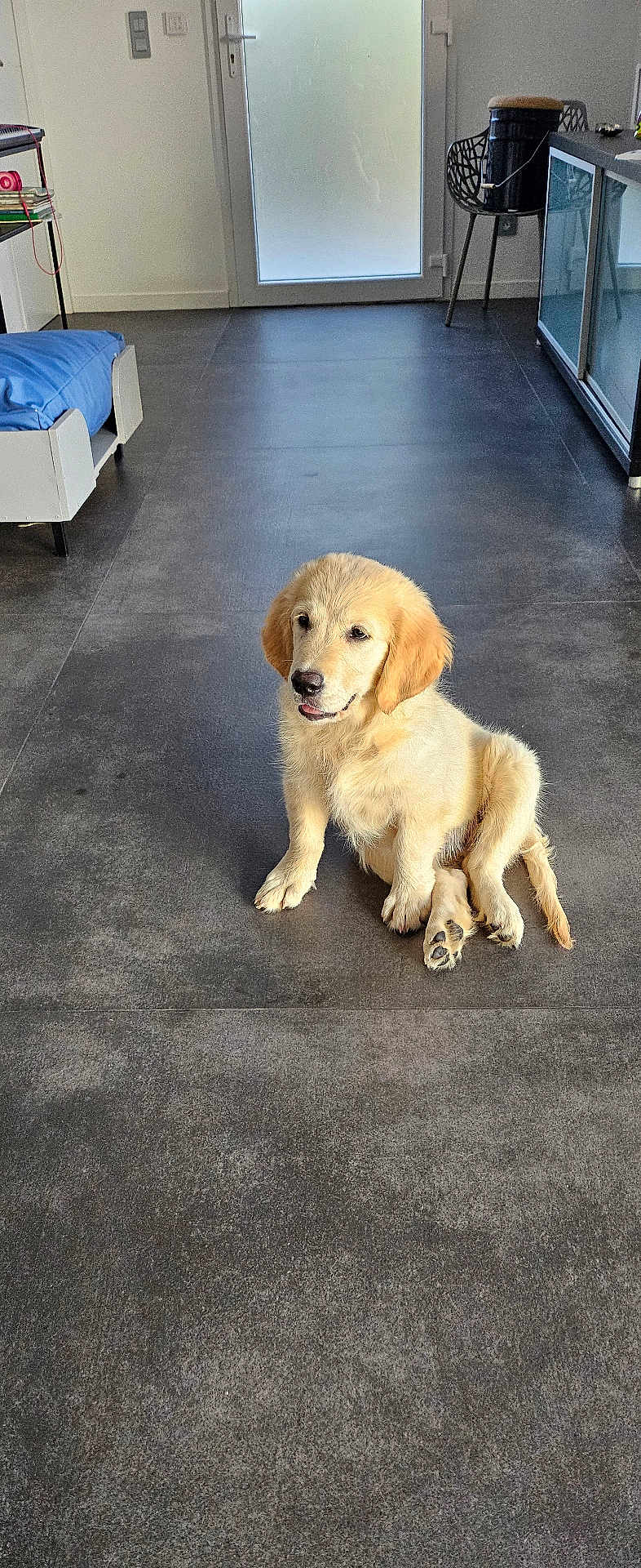 Alba a rejoint le concours — aidez-le/la à gagner de superbes lots ! puppy, dog, golden_retriever, sitting, floor, indoor, modern, room, door, chair, table, cushion, window, pet, animal, cute, young, fur, canine, domestic