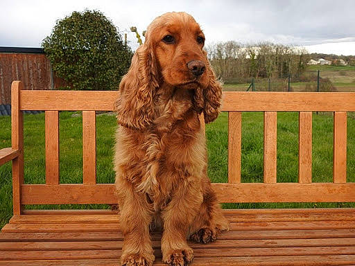 Pia a rejoint le concours — aidez-le/la à gagner de superbes lots ! canidae, carnivore, cloud, companion_dog, dog, dog_breed, fawn, fence, gun_dog, home_fencing, liver, plant, sky, snout, spaniel, sporting_group, tree, water_dog, wood, working_animal