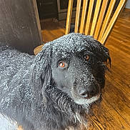 Kelce is registered to the contest to win money with this photo: animal, black_dog, brown_eyes, cabinet, close_up, companion, cute, dog, domestic_animal, floor, fur, indoor, kitchen, looking_up, pet, snow, snowflakes, winter, wooden_chair, wooden_floor