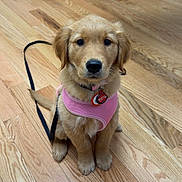 Piper joined the competition — help win amazing prizes! adorable, animal, cabinet, canine, cute, dog, domestic, flooring, furniture, golden_retriever, indoor, leash, pet, pink_harness, puppy, sitting, trash_bin, waiting, wooden_floor, young_dog
