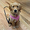 adorable, animal, cabinet, canine, cute, dog, domestic, flooring, furniture, golden_retriever, indoor, leash, pet, pink_harness, puppy, sitting, trash_bin, waiting, wooden_floor, young_dog