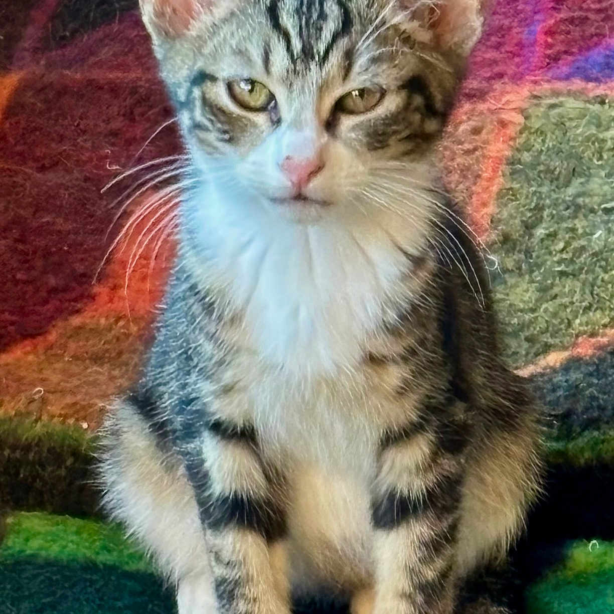 Ears joined the competition — help win amazing prizes! animal, cat, closeup, colorful_rug, cute, domestic_animal, ears, eyes, feline, fur, indoor, kitten, pet, portrait, sitting, small, tabby, texture, whiskers, young