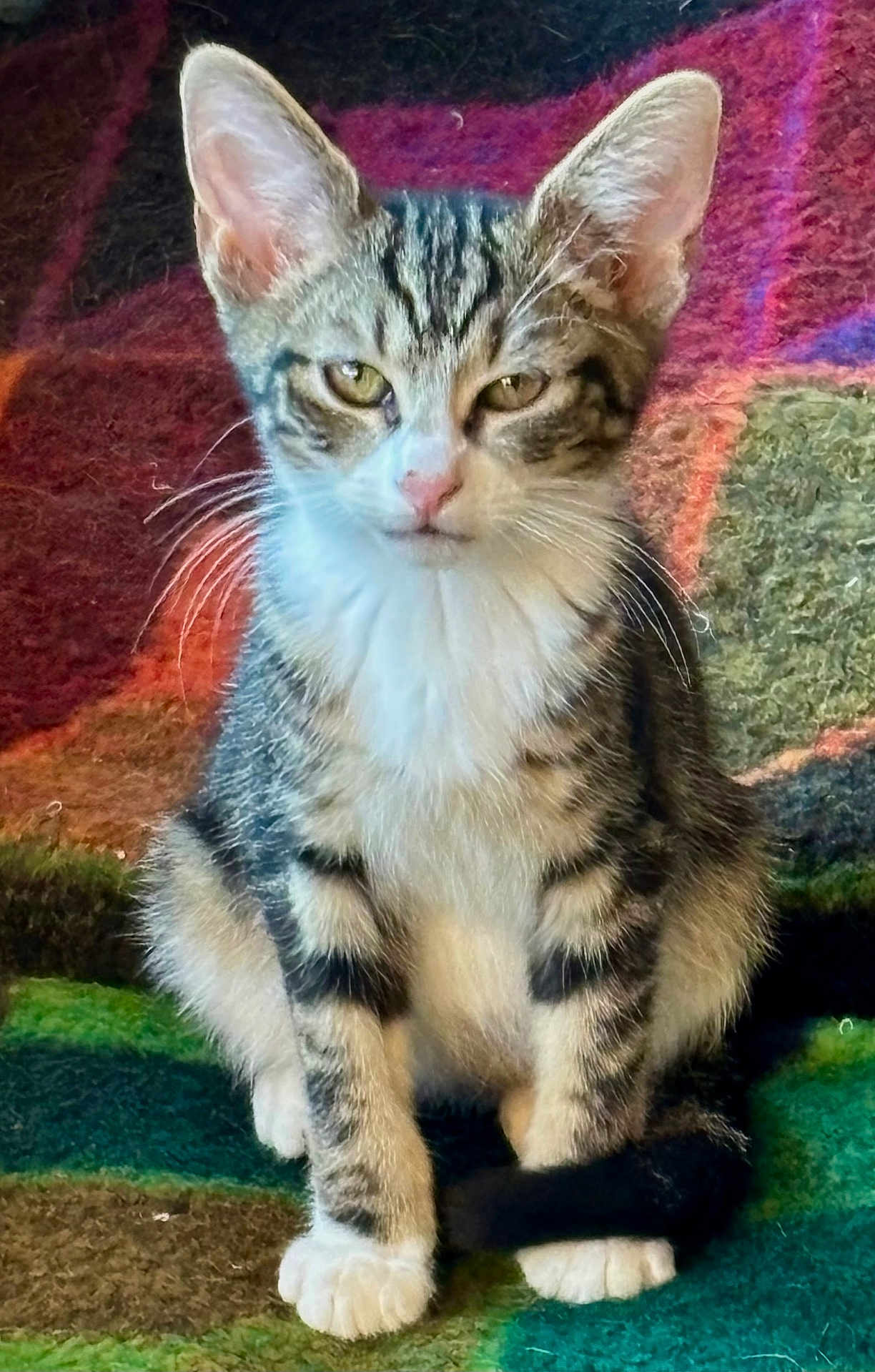 Ears joined the competition — help win amazing prizes! kitten, cat, tabby, pet, animal, feline, fur, whiskers, ears, eyes, sitting, indoor, colorful_rug, texture, cute, young, small, domestic_animal, closeup, portrait