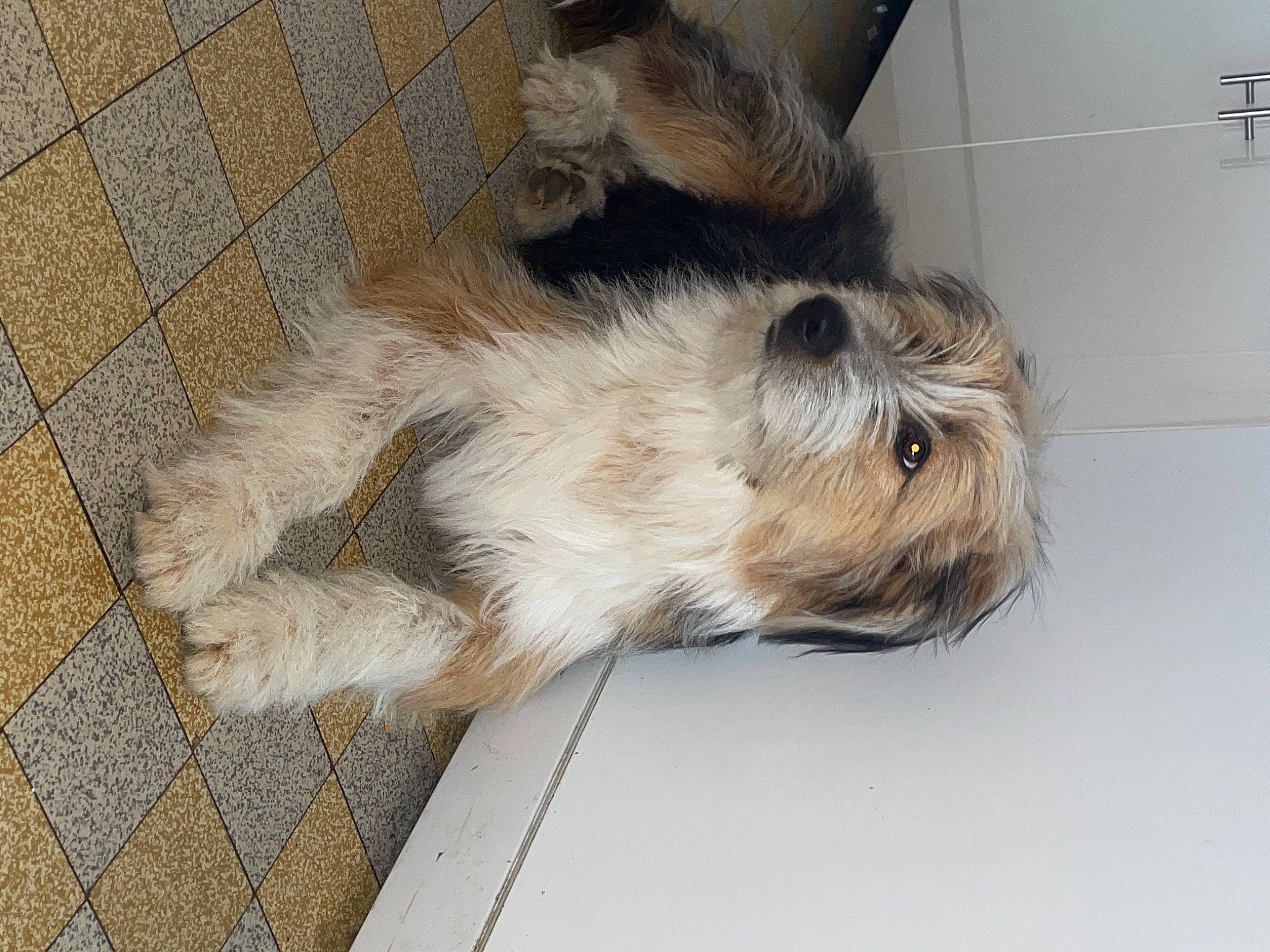 Roocky a rejoint le concours — aidez-le/la à gagner de superbes lots ! canidae, carnivore, companion_dog, dog, dog_breed, fawn, flooring, fur, liver, small_terrier, snout, sporting_group, tail, terrestrial_animal, terrier, working_animal, working_terrier