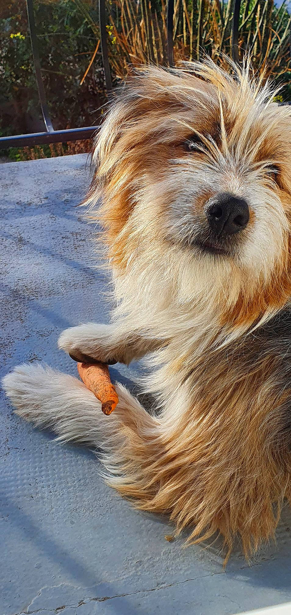 Roocky a rejoint le concours — aidez-le/la à gagner de superbes lots ! biewer_terrier, canidae, carnivore, catalan_sheepdog, companion_dog, dog, dog_breed, fur, liver, maltepoo, non_sporting_group, puppy, road_surface, sapsali, small_terrier, sporting_group, terrestrial_animal, terrier, toy_dog, working_animal