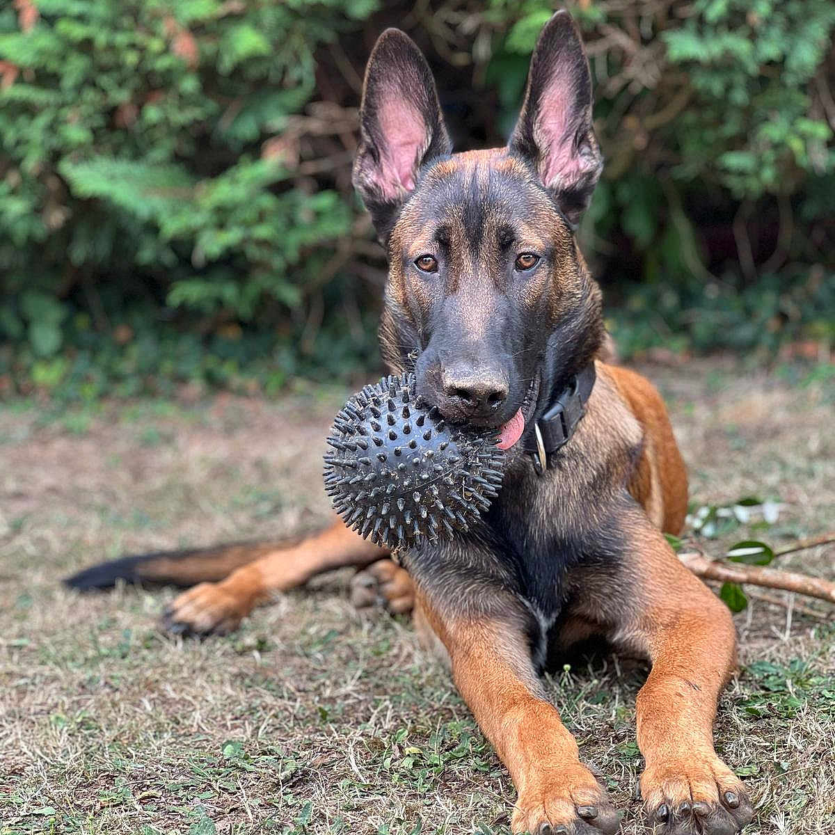 Marley a rejoint le concours — aidez-le/la à gagner de superbes lots ! alert, animal, ball, black, brown, canine, closeup, collar, cute, dog, ears, garden, grass, lying_down, nature, outdoor, pet, playing, tongue, toy
