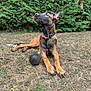 alert, animal, ball, black, brown, canine, collar, daytime, dog, ears_up, grass, hedge, lying_down, muzzle, nature, outdoor, pet, relaxed, summer, toy