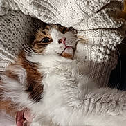 Câlin a rejoint le concours — aidez-le/la à gagner de superbes lots ! blanket, brown_fur, cat, cozy, cuddle, face, fluffy, hand, indoor, knitwear, nose, paw, pet, portrait, relaxed, sweater, tabby, tongue, whiskers, white_fur