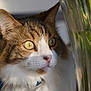Câlin a rejoint le concours — aidez-le/la à gagner de superbes lots ! cat, close_up, collar, curiosity, domestic_animal, ear, feline, fur, glass, indoor, pet, pink_nose, plants, portrait, reflection, tabby, vase, whiskers, white_fur, yellow_eyes