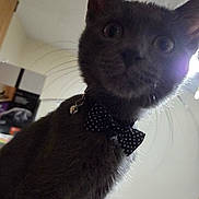 Sharif joined the competition — help win amazing prizes! cat, gray_cat, bow_tie, indoor, pet, whiskers, curious, close_up, animal, feline, collar, accessory, wide_eyes, soft_light, backlit, domestic_cat, household, portrait, mammal, cute