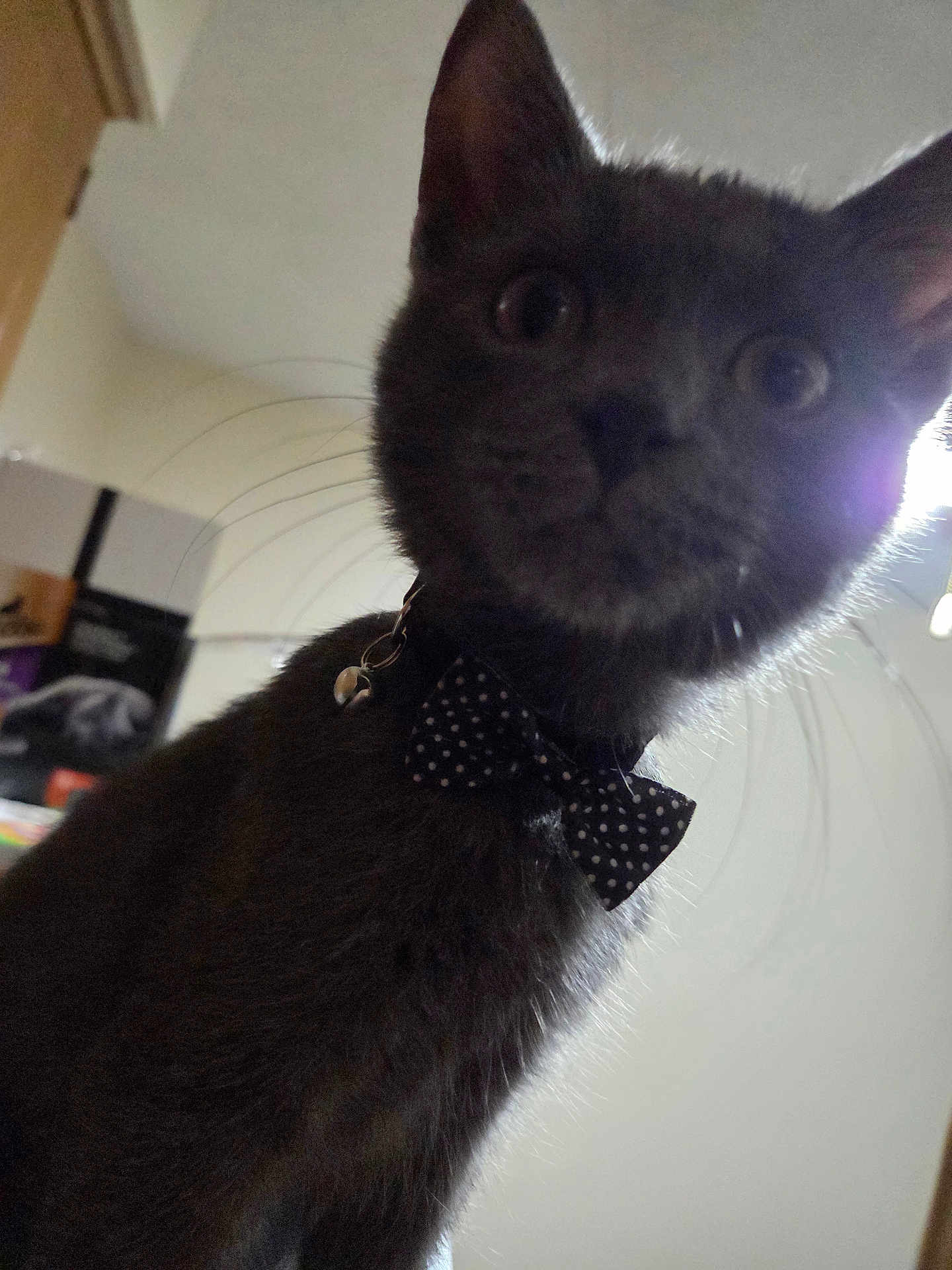 Sharif joined the competition — help win amazing prizes! cat, gray_cat, bow_tie, indoor, pet, whiskers, curious, close_up, animal, feline, collar, accessory, wide_eyes, soft_light, backlit, domestic_cat, household, portrait, mammal, cute