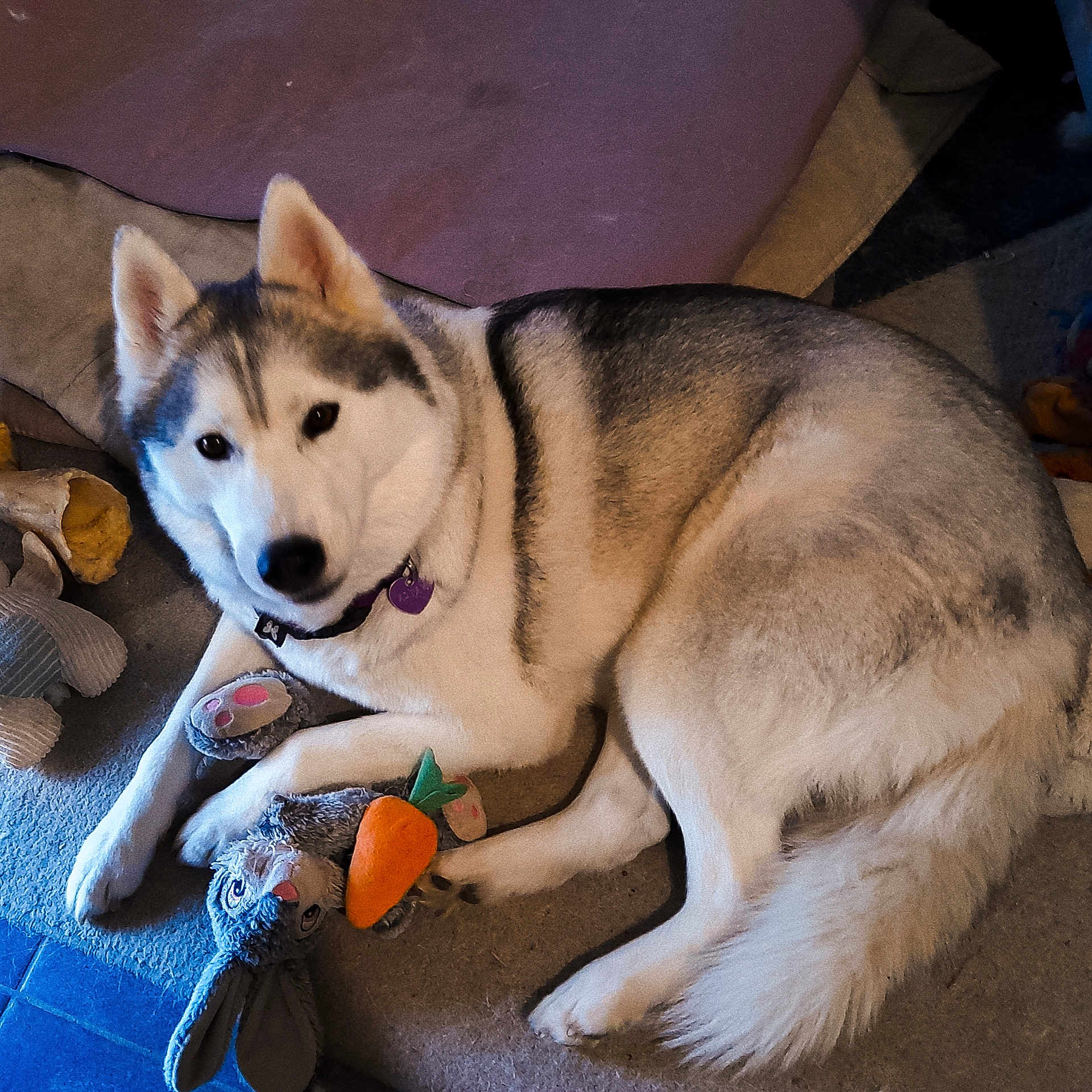 Nayla a rejoint le concours — aidez-le/la à gagner de superbes lots ! animal, animal_companion, canine, carpet, collar, cute, dog, domestic, floor, fluffy, fur, indoor, laying_down, pet, plush_toy, relaxed, resting, siberian_husky, toy_bunny, toy_carrot