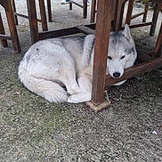 Nayla participe au concours pour gagner de l'argent avec cette photo : animal, calm, canine, chair, dog, fur, green_cushion, husky, nature, outdoor, pavement, pet, quiet, quiet_moment, relaxing, resting, shade, sleeping, table, wooden_table