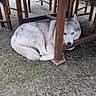dog, husky, resting, outdoor, table, wooden_table, chair, green_cushion, animal, pet, fur, canine, pavement, quiet, relaxing, shade, calm, sleeping, quiet_moment, nature