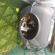 Vanille a rejoint le concours — aidez-le/la à gagner de superbes lots ! aerospace_engineering, aircraft, auto_part, automotive_design, automotive_exterior, automotive_lighting, automotive_tire, circle, classic_car, fender, gas, grass, green, hood, luxury_vehicle, machine, motor_vehicle, personal_protective_equipment, vehicle, vehicle_door