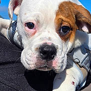 Aston participe au concours pour gagner de l'argent avec cette photo : puppy, dog, close_up, white_fur, brown_patch, cute, pet, animal, face, outdoor, sky, young_dog, collar, snout, ears, paw, looking, curious, adorable, daylight