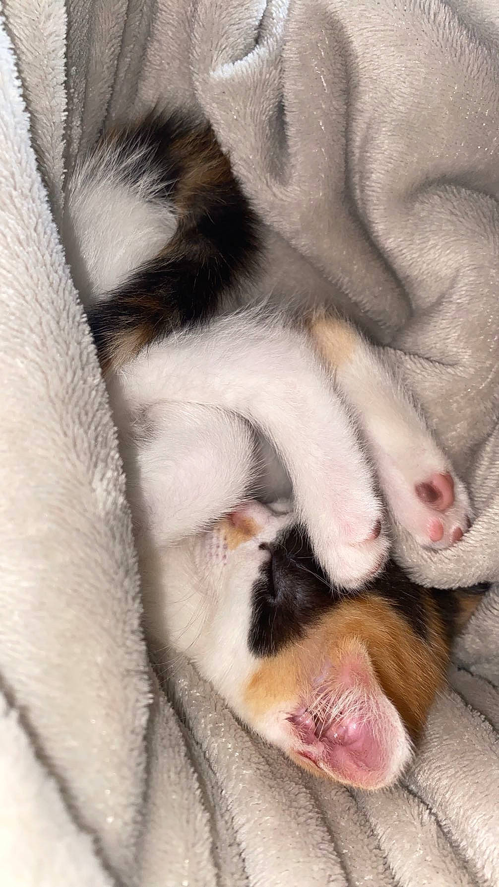 Caramel is registered to the contest to win money with this photo: carnivore, cat, close_up, comfort, dog_breed, fawn, felidae, foot, fur, gesture, grey, mammal, nail, paw, small_to_medium_sized_cats, snout, tail, vertebrate, whiskers, white