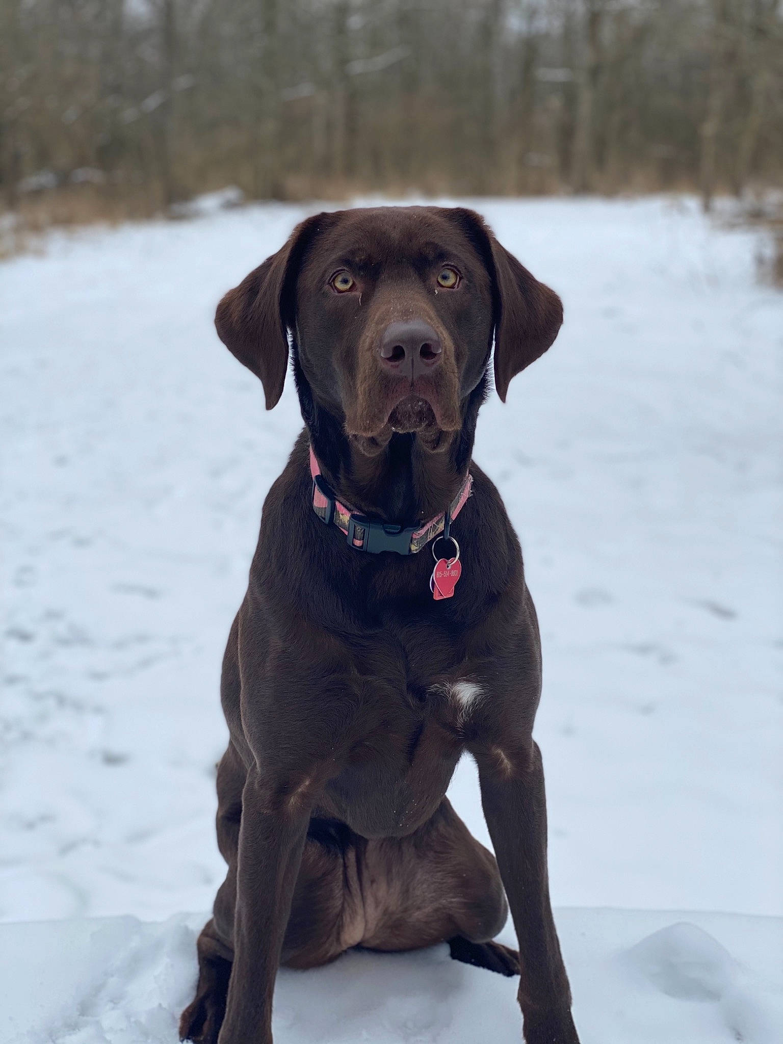Harley is registered to the contest to win money with this photo: canidae, carnivore, collar, companion_dog, dog, dog_breed, dog_collar, fawn, freezing, geological_phenomenon, gun_dog, liver, mammal, pointing_breed, precipitation, snout, snow, sporting_group, winter, working_animal