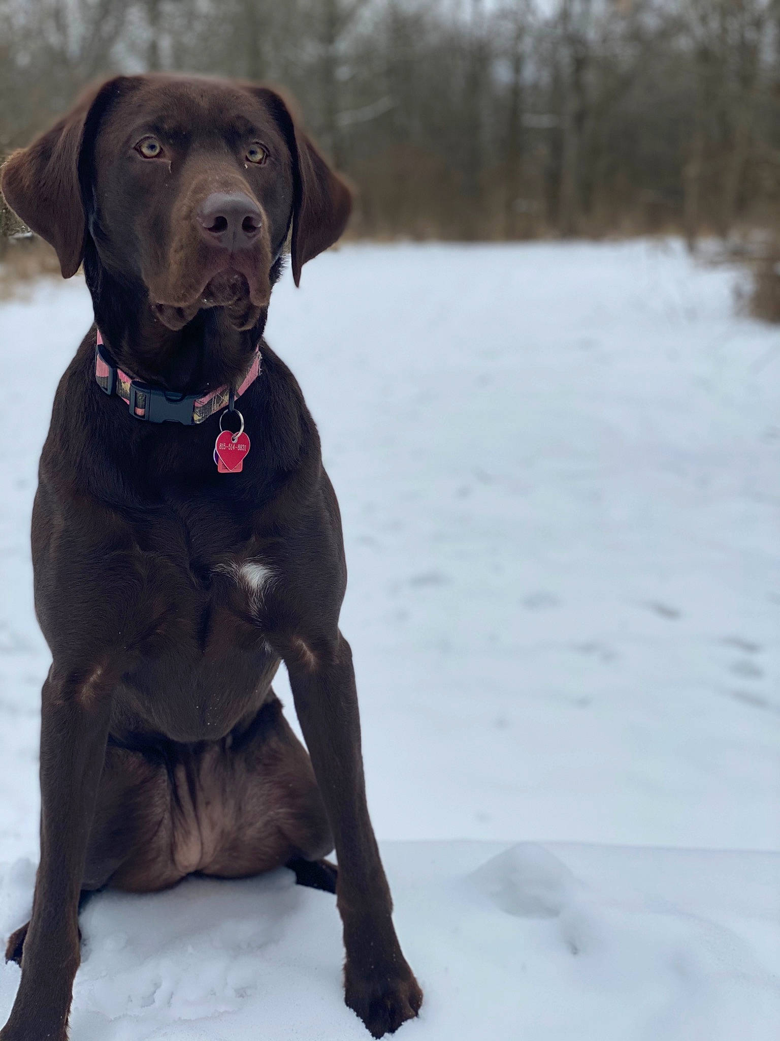 Harley is registered to the contest to win money with this photo: canidae, carnivore, collar, companion_dog, dog, dog_breed, dog_collar, freezing, fur, gun_dog, ice, labrador_retriever, liver, mammal, pet_supply, snout, snow, sporting_group, winter, working_animal
