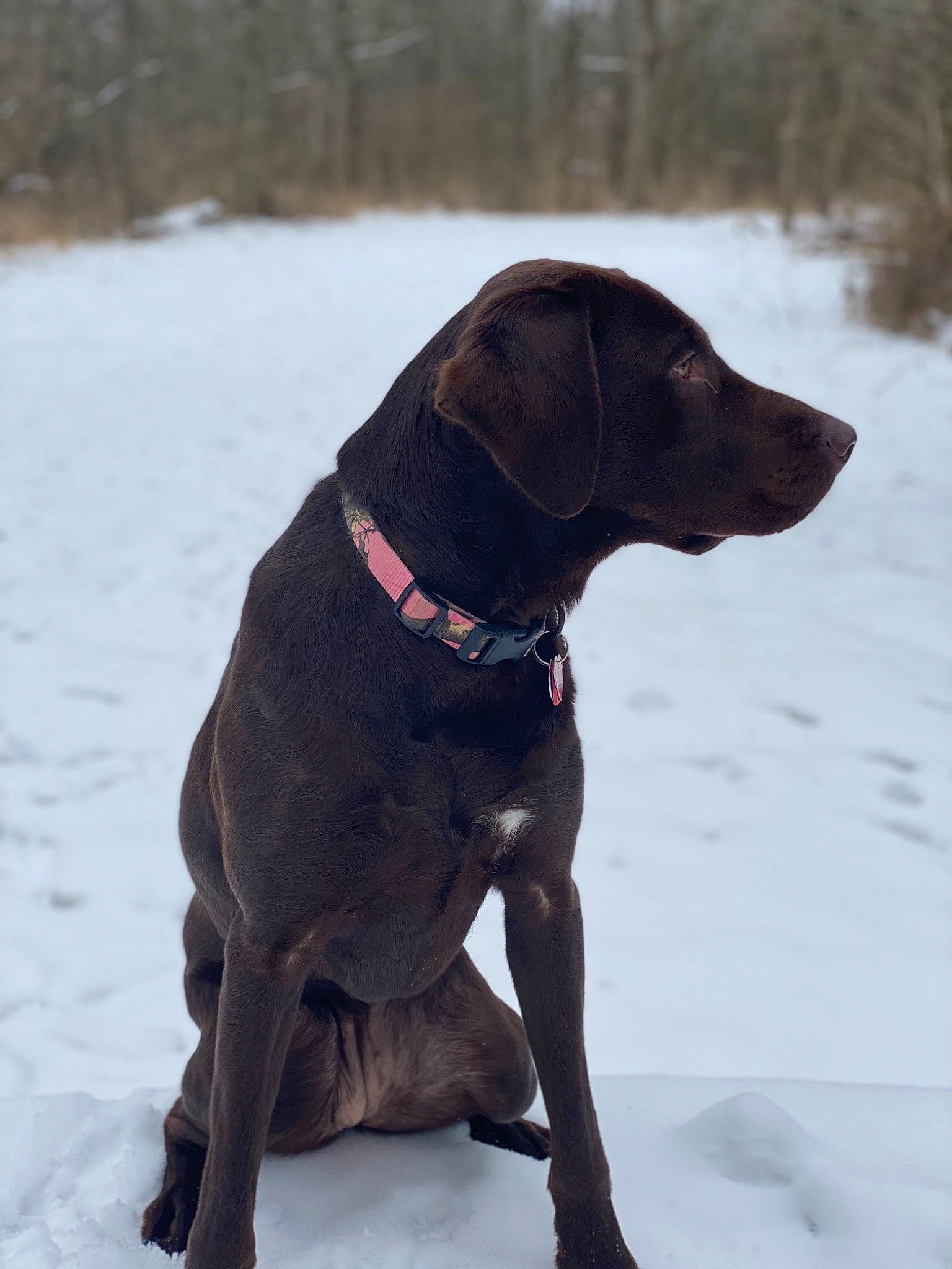 Harley is registered to the contest to win money with this photo: canidae, carnivore, collar, companion_dog, dog, dog_breed, dog_collar, freezing, geological_phenomenon, hunting_dog, labrador_retriever, liver, mammal, pet_supply, snout, snow, sporting_group, tail, winter, working_animal