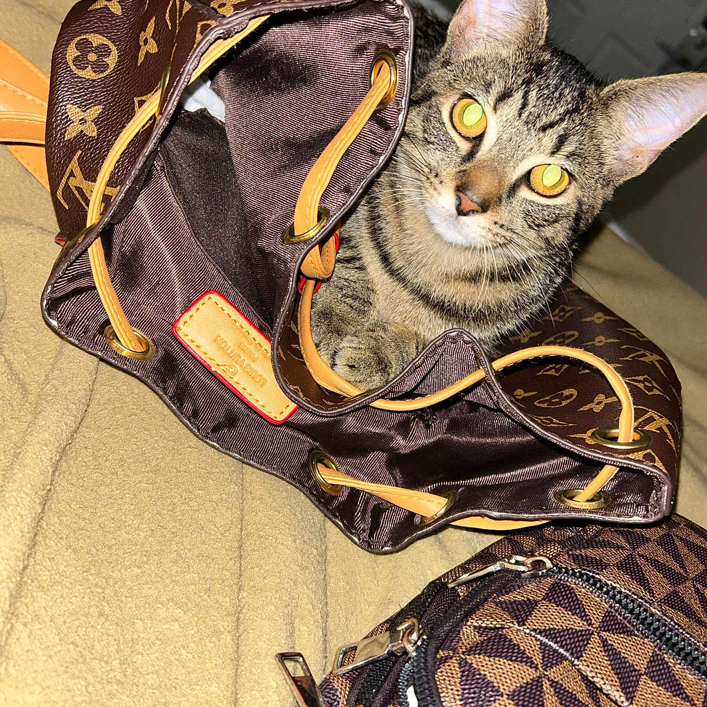 Minnie joined the competition — help win amazing prizes! abyssinian, accessories, animal, backpack, bag, baggage, baseball, baseballglove, blanket, cat, clothing, glove, handbag, kitten, manx, pet, purse, sport, strap, suitcase