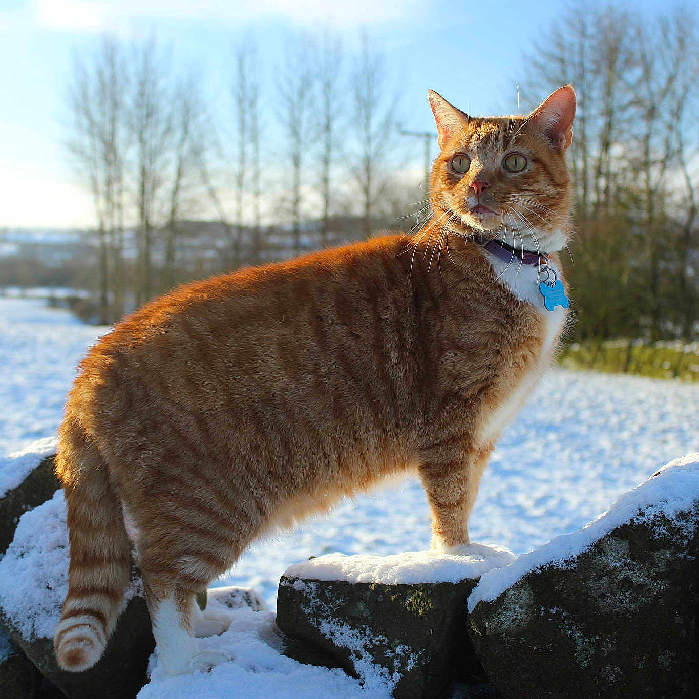 Oscar is registered to the contest to win money with this photo: