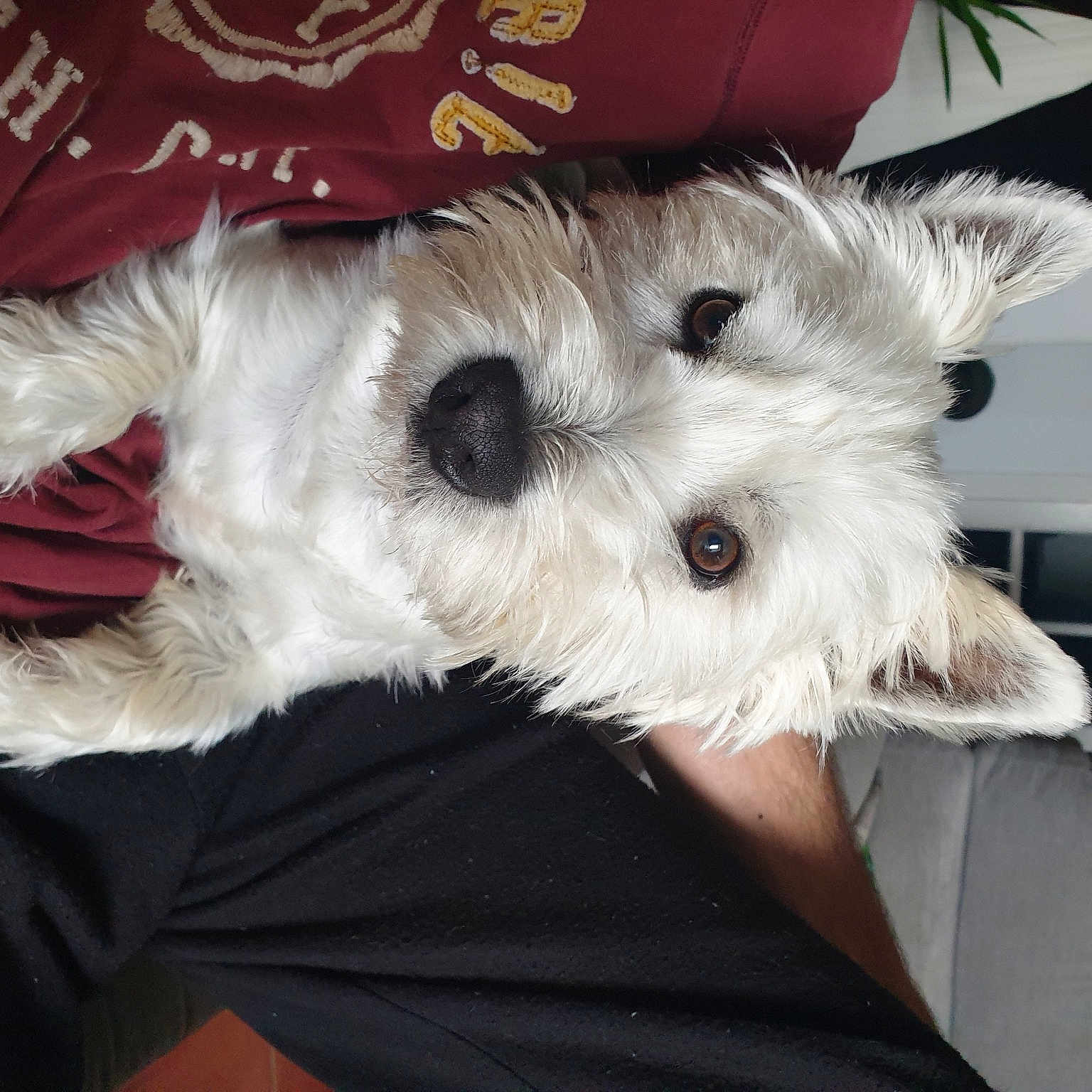 Snoop