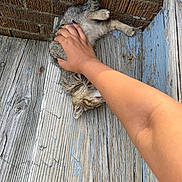 Zero is registered to the contest to win money with this photo: kitten, cat, hand, wooden_floor, brick_wall, petting, outdoor, scratching, feline, gray_fur, small_animal, relaxing, nails, human_arm, texture, rustic, paint_peeling, close_up, cute, domestic_animal