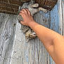 kitten, cat, hand, wooden_floor, brick_wall, petting, outdoor, scratching, feline, gray_fur, small_animal, relaxing, nails, human_arm, texture, rustic, paint_peeling, close_up, cute, domestic_animal