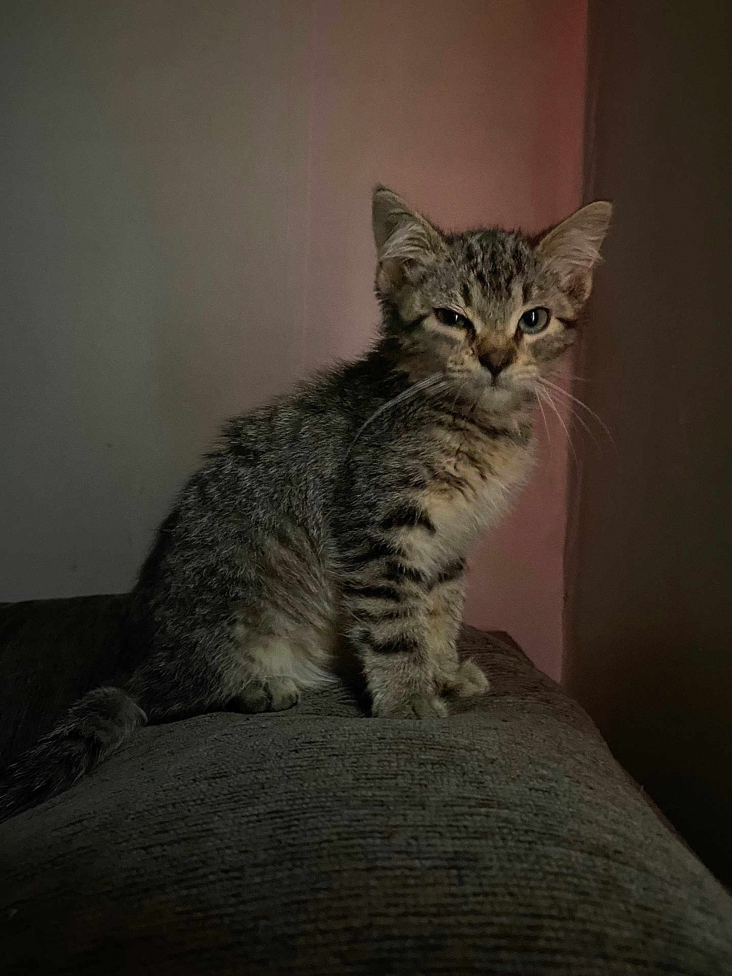 Zero joined the competition — help win amazing prizes! cat, kitten, tabby, pet, animal, feline, indoor, couch, texture, sitting, fur, whiskers, ears, cute, small, young, mammal, one_eye_closed, dim_light, background