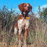 Ange participe au concours pour gagner de l'argent avec cette photo : dog, outdoor, grass, shrub, brown_fur, white_fur, collar, nature, blue_sky, pet, animal, standing, alert, daytime, field, wildlife, canine, fur_pattern, looking_away, sunlight