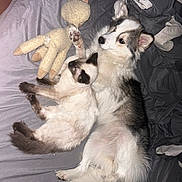 Oakley is registered to the contest to win money with this photo: animal, bed, cat, companion, cozy, cute, dog, domestic, fluffy_dog, friendship, furry, gray_bedspread, indoor, pet, relaxed, resting, siamese_cat, sleeping, snuggling, stuffed_animal