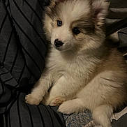 Oakley is registered to the contest to win money with this photo: puppy, dog, fluffy, blue_eye, brown_eye, indoor, blanket, fabric, striped, cute, pet, sitting, fur, animal, young, cozy, comfort, close_up, portrait, resting