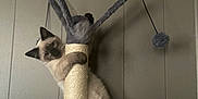 Stella is registered to the contest to win money with this photo: cat, kitten, siamese, scratching_post, cat_tree, fur, playful, climbing, indoor, pet, animal, curious, wall, toy, feline, claws, looking, young, mammal, paw