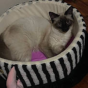 Stella is registered to the contest to win money with this photo: cat, siamese_cat, pet_bed, striped, furry, indoor, cozy, pink_tail, wooden_floor, resting, looking, animal, mammal, cute, domestic, fur, sleeping_area, soft, curious, comfortable