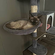 Stella is registered to the contest to win money with this photo: animal, blue_eyes, cat, cat_tree, cozy, cute, domestic, feline, fur, furniture, hammock, home, indoor, looking, pet, plush, relaxed, resting, siamese_cat, whiskers