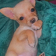 Norma Jeane is registered to the contest to win money with this photo: puppy, dog, cute, small, pet, animal, blanket, fur, paw, ears, lying_down, indoors, young, adorable, soft, resting, snout, canine, looking_up, pink_belly