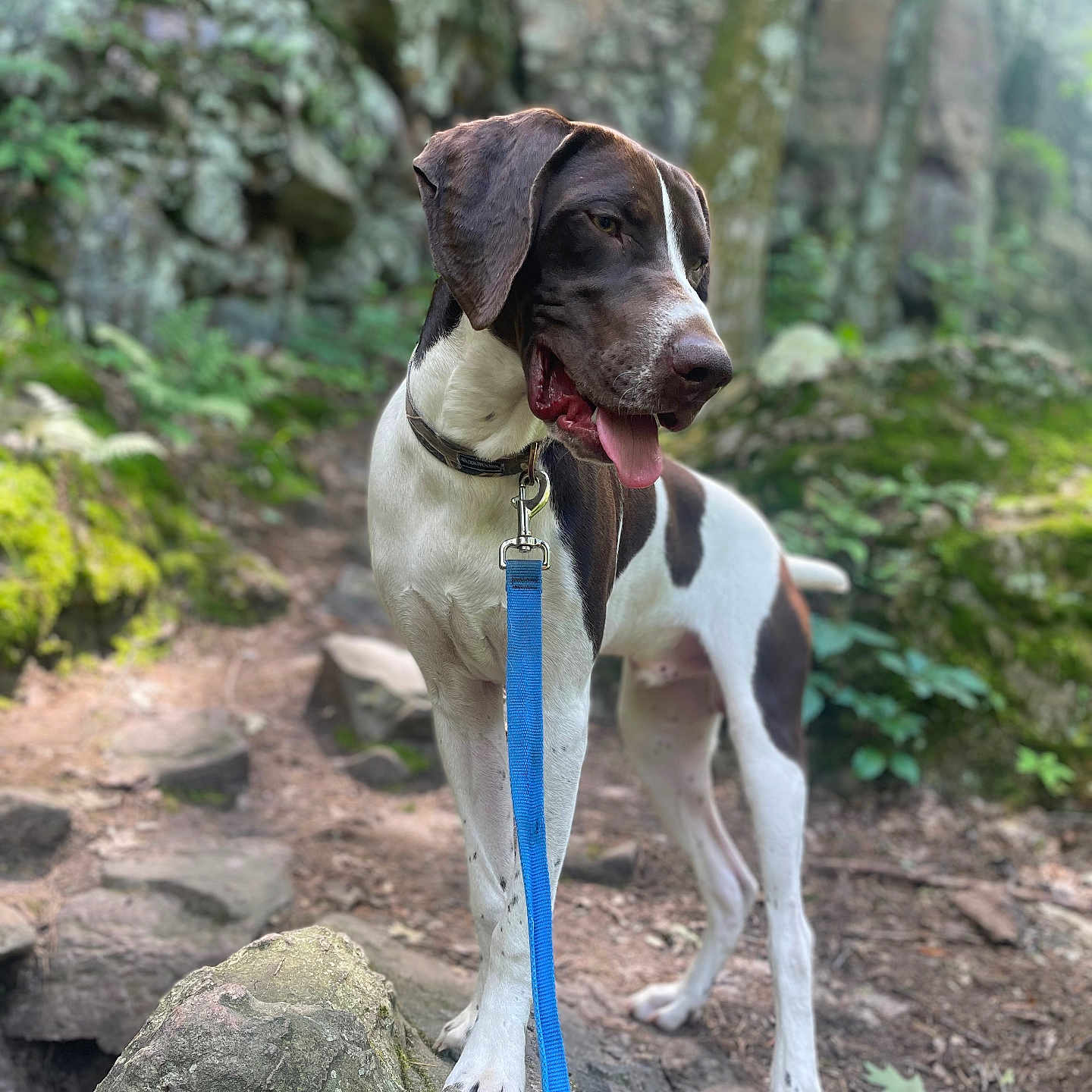Ruger joined the competition — help win amazing prizes! adventure, animal, brown_and_white, canine, daylight, dog, exploring, forest, happy, leash, moss, nature, outdoor, panting, pet, rock, standing, trail, trees, walking