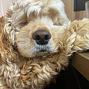 Biscuit joined the competition — help win amazing prizes! dog, close_up, fluffy, curly_hair, resting, nose, indoor, wooden_surface, sleepy, pet, animal, mammal, cute, fur, face, relaxed, cozy, portrait, domestic_animal, snout