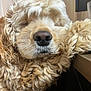 dog, close_up, fluffy, curly_hair, resting, nose, indoor, wooden_surface, sleepy, pet, animal, mammal, cute, fur, face, relaxed, cozy, portrait, domestic_animal, snout